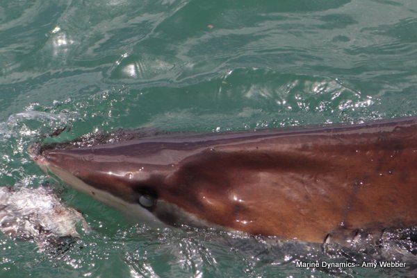 Bronze whaler shark, Shark cage diving, Gansbaai, Western Cape