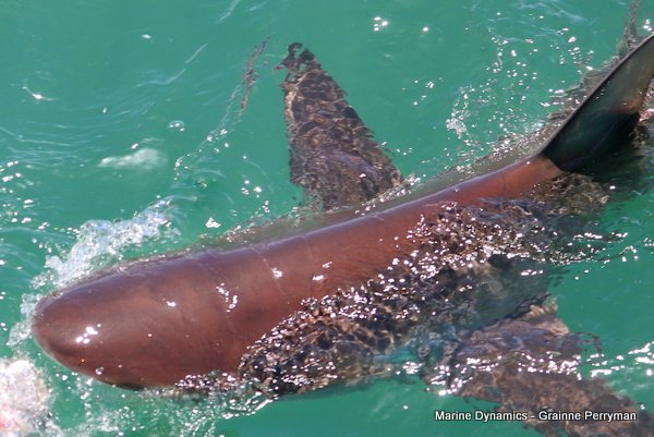 Bronze whaler shark, Shark cage diving, Gansbaai, Western Cape