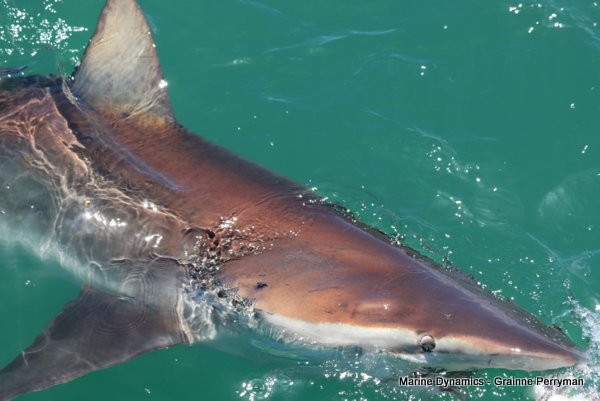 Bronze whaler shark, Shark cage diving, Gansbaai, Western Cape