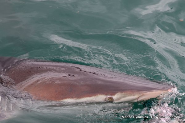 Bronze whaler shark, Shark cage diving, Gansbaai, Western Cape