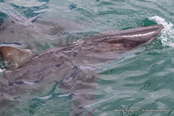 Bronze whaler shark, Shark cage diving, Gansbaai, Western Cape