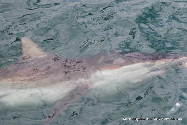Bronze whaler shark, Shark cage diving, Gansbaai, Western Cape