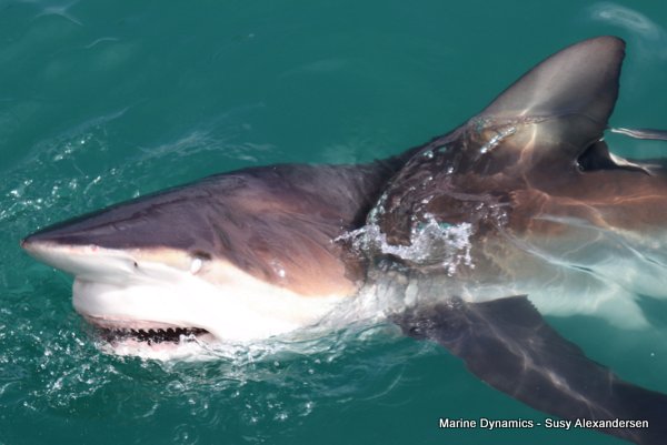 Bronze whaler shark, Shark cage diving, Gansbaai, Western Cape