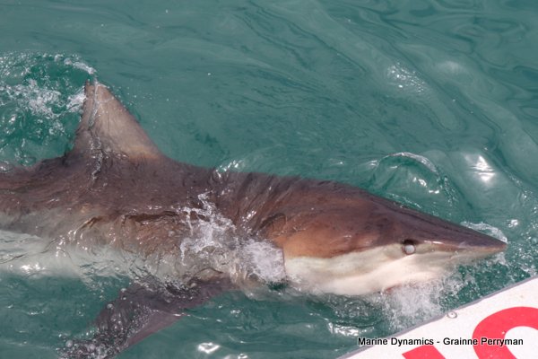 Bronze whaler shark, Shark cage diving, Gansbaai, Western Cape