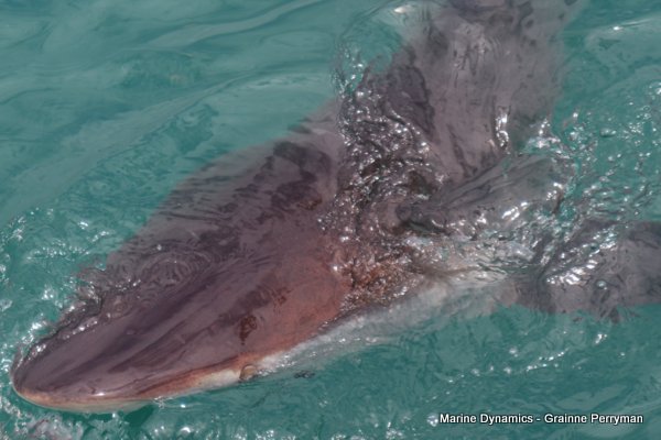 Bronze whaler shark, Shark cage diving, Gansbaai, Western Cape