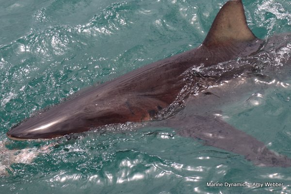 Bronze whaler shark, Shark cage diving, Gansbaai, Western Cape
