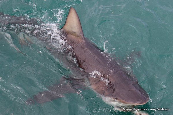Bronze whaler shark, Shark cage diving, Gansbaai, Western Cape
