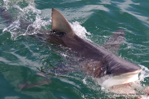 Bronze whaler shark, Shark cage diving, Gansbaai, Western Cape