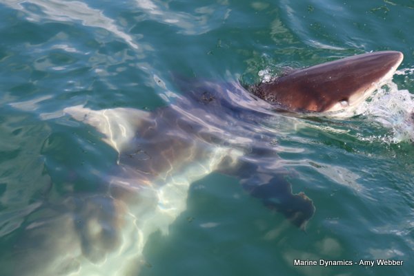 Bronze whaler shark, Shark cage diving, Gansbaai, Western Cape