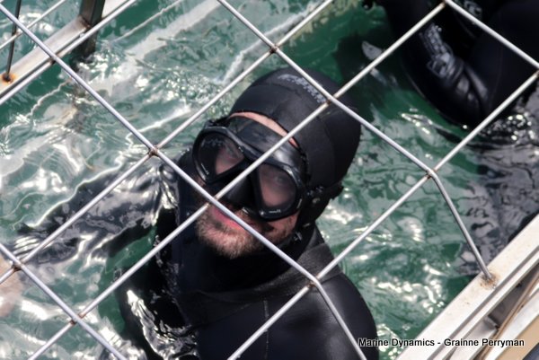 Shark Cage Diving, South Africa
