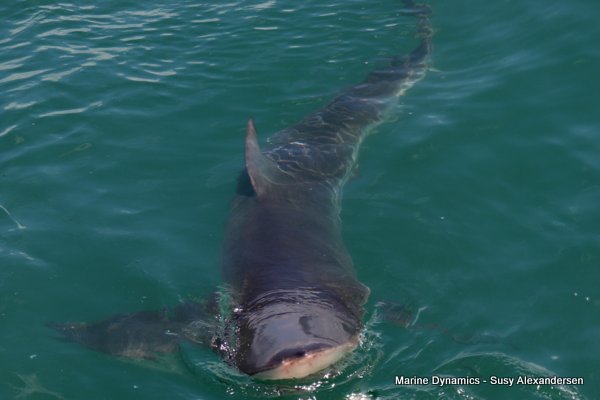 Bronze whaler shark, Shark cage diving, Gansbaai, Western Cape
