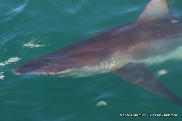 Bronze whaler shark, Shark cage diving, Gansbaai, Western Cape