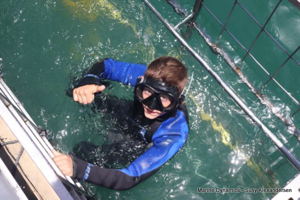 Shark Cage Diving, South Africa