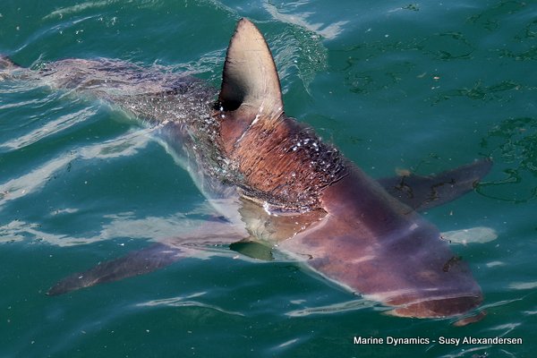 Bronze whaler shark, Shark cage diving, Gansbaai, Western Cape