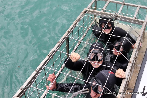 Shark cage diving, Gansbaai, Western Cape