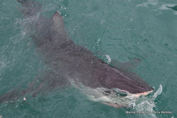 Bronze whaler shark, Shark cage diving, Gansbaai, Western Cape