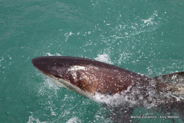 Bronze whaler shark, Shark cage diving, Gansbaai, Western Cape