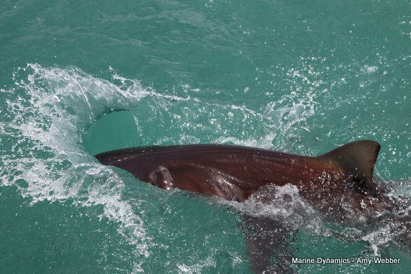 Bronze whaler shark, Shark cage diving, Gansbaai, Western Cape