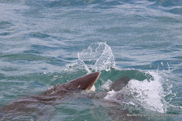 Bronze whaler shark, Shark cage diving, Gansbaai, Western Cape