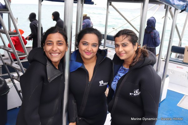Shark cage diving, Gansbaai, Western Cape
