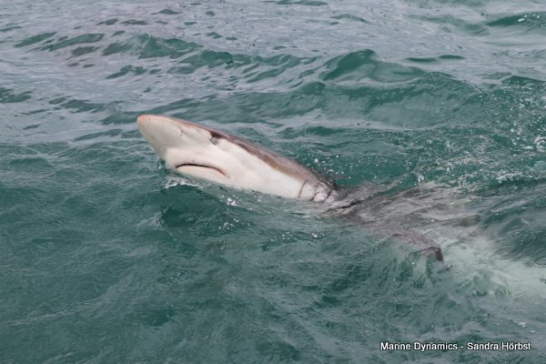 Bronze whaler shark, Shark cage diving, Gansbaai, Western Cape