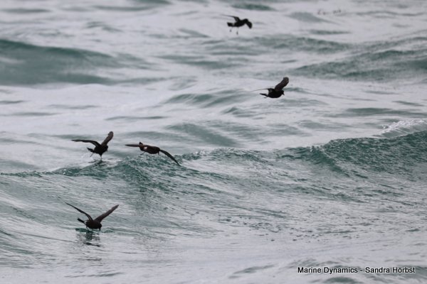 Storm Petrels, Shark cage diving, Gansbaai, Western Cape