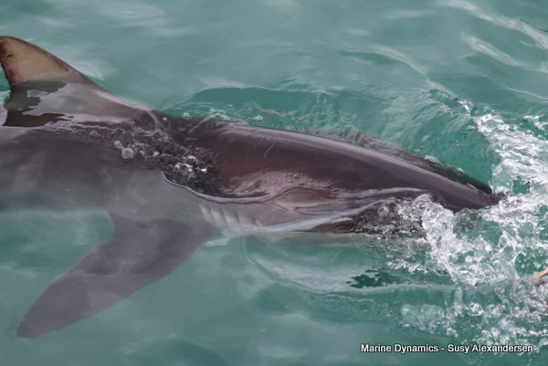 Bronze whaler shark, Shark cage diving, Gansbaai, Western Cape