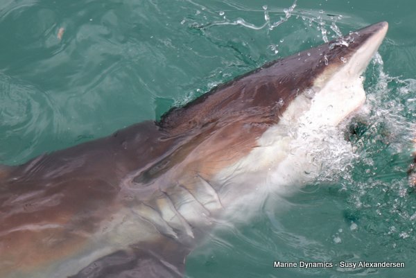 Bronze whaler shark, Shark cage diving, Gansbaai, Western Cape