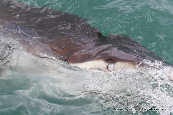 Bronze whaler shark, Shark cage diving, Gansbaai, Western Cape