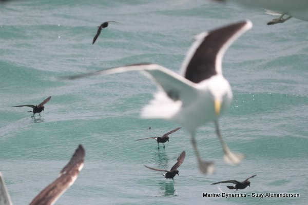 Storm Petrel, Shark cage diving, Gansbaai, Western Cape