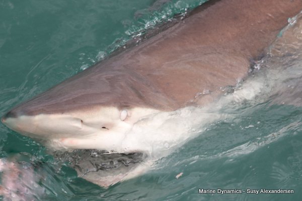 Bronze whaler shark, Shark cage diving, Gansbaai, Western Cape