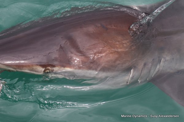 Bronze whaler shark, Shark cage diving, Gansbaai, Western Cape