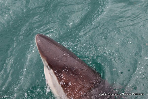 Bronze whaler shark, Shark cage diving, Gansbaai, Western Cape