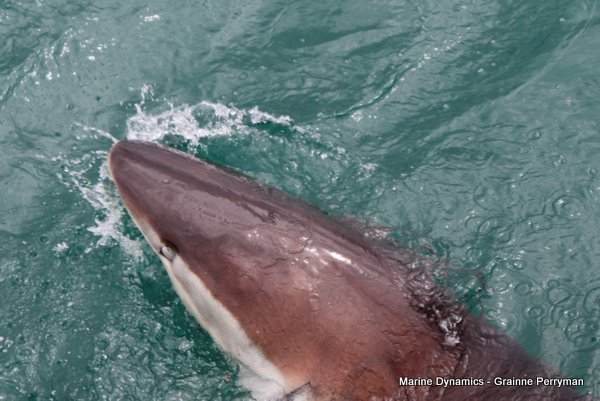 Bronze whaler shark, Shark cage diving, Gansbaai, Western Cape