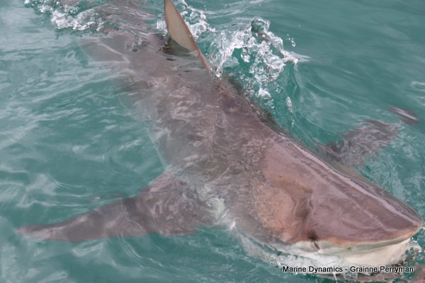Bronze whaler shark, Shark cage diving, Gansbaai, Western Cape