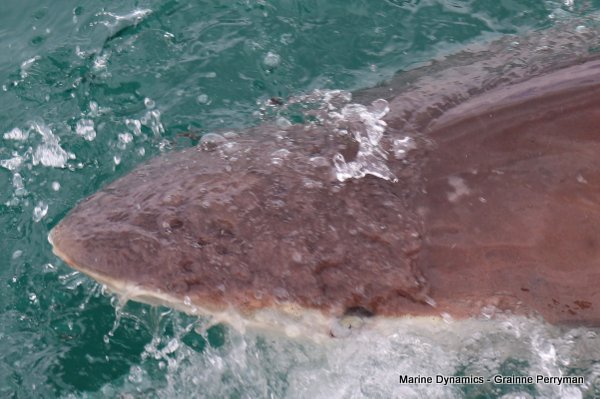 Bronze whaler shark, Shark cage diving, Gansbaai, Western Cape
