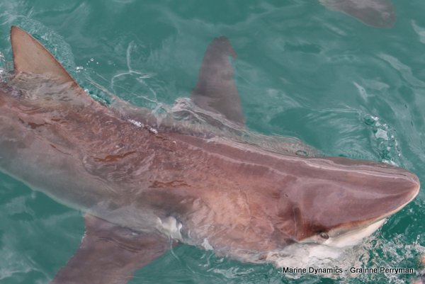 Bronze whaler shark, Shark cage diving, Gansbaai, Western Cape
