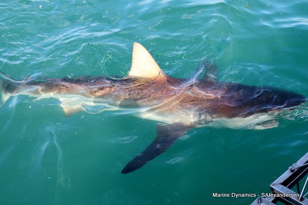 Bronze whaler shark, Shark cage diving, Gansbaai, Western Cape
