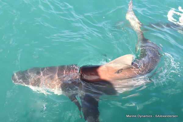 Bronze whaler shark, Shark cage diving, Gansbaai, Western Cape