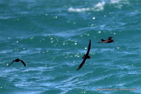 Storm Petrel, Shark cage diving, Gansbaai, Western Cape