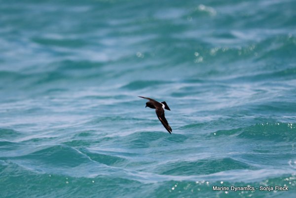 Storm Petrels, Shark cage diving, Gansbaai, Western Cape