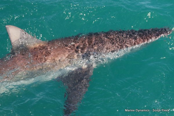 Bronze whaler shark, Shark cage diving, Gansbaai, Western Cape