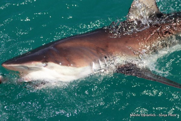 Bronze whaler shark, Shark cage diving, Gansbaai, Western Cape