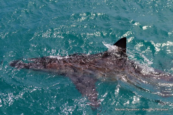 Bronze whaler shark, Shark cage diving, Gansbaai, Western Cape