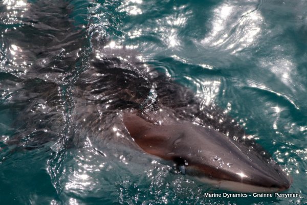 Bronze whaler shark, Shark cage diving, Gansbaai, Western Cape