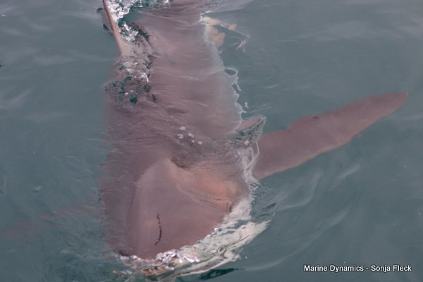 Bronze whaler Shark, Shark Cage Diving, South Africa