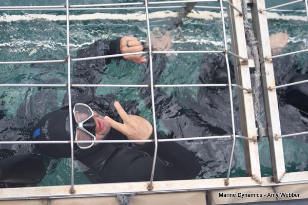 Shark Cage Diving, South Africa