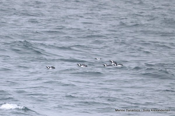 African Penguins, Shark cage diving, Gansbaai, Western Cape