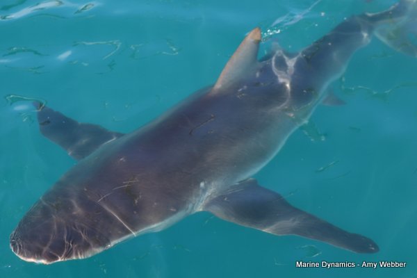 Bronze whaler shark, South Africa