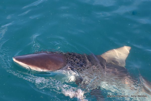 Bronze whaler shark, South Africa